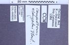 Etiketten zu Campsosternus elongatus (Fleutiaux, 1926) (NHMW-ZOO-COL-0008263)